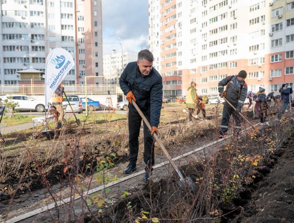 Озеленение дворовой территории
