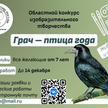 Грач — птица года