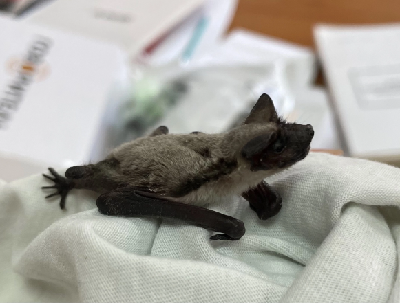 Символы ночи