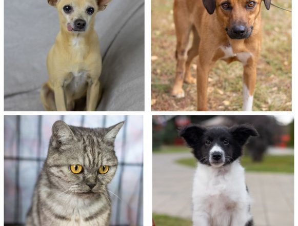 Толик, Гуффи, Мэри, Мальчик ищут хозяина