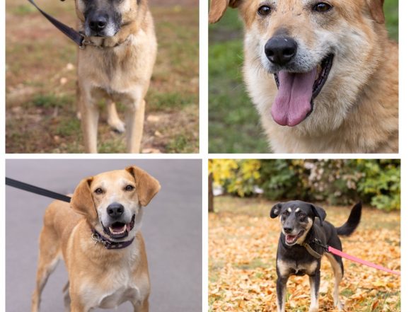 Галмет, Рива, Блинчик, долька ищут дом