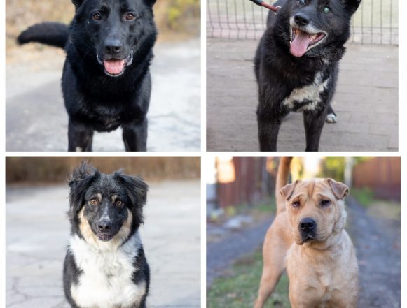 Алман, Барик, Проша, Марта ищут дом