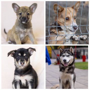 коллаж Хасита, Крош, Девочка, Малышка ищут дом