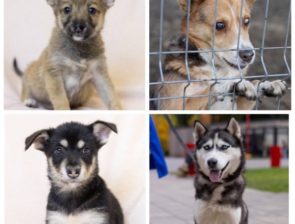 Хасита, Крош, Девочка, Малышка ищут дом