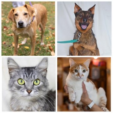 коллаж животные Блинчик, Джетта, Тишка, Саманта ищут дом
