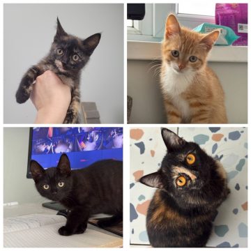 кошки Девочка, Малышка, Мальчик, Мама ищут дом