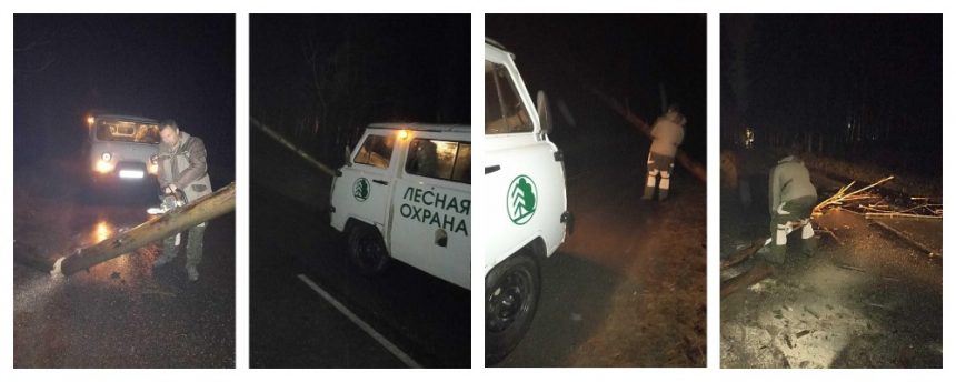 Дорогу к санаторию «Парус» под Липецком расчистили от веток деревьев 