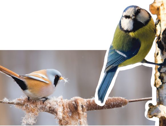 Синичкин день