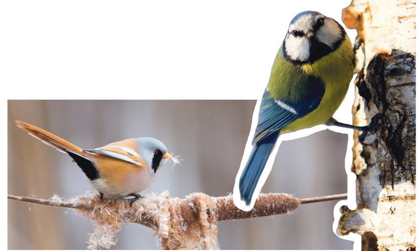 Синичкин день