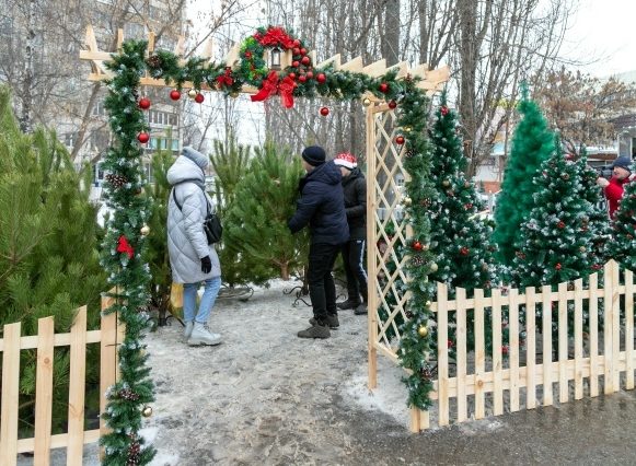 На базар за ёлкой