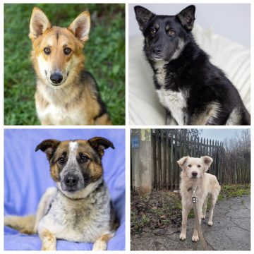 коллаж животные Лунтик, Черничка, Веста, Ромашка ищут дом