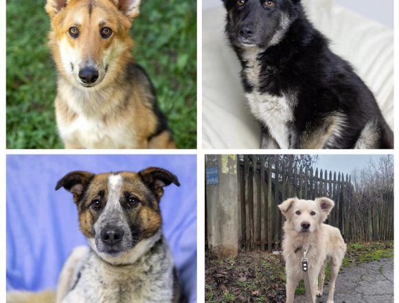 Лунтик, Черничка, Веста, Ромашка ищут дом