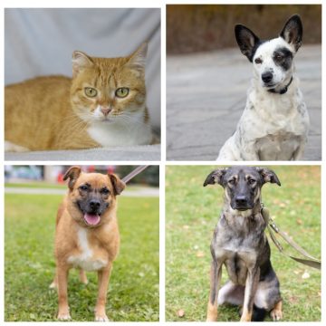 Кити, Жуля, Поли, Альф ищут дом