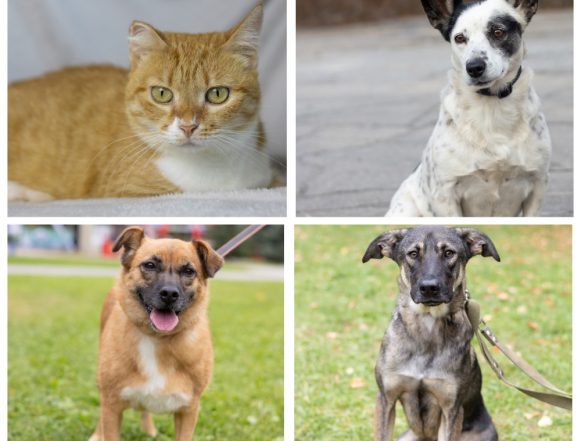 Кити, Жуля, Поли, Альф ищут дом