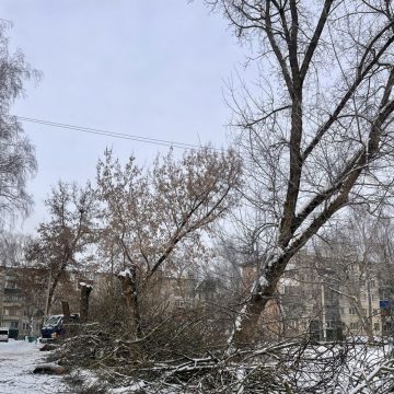 Аварийные деревья