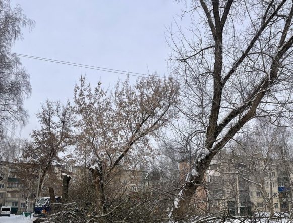 Аварийные деревья