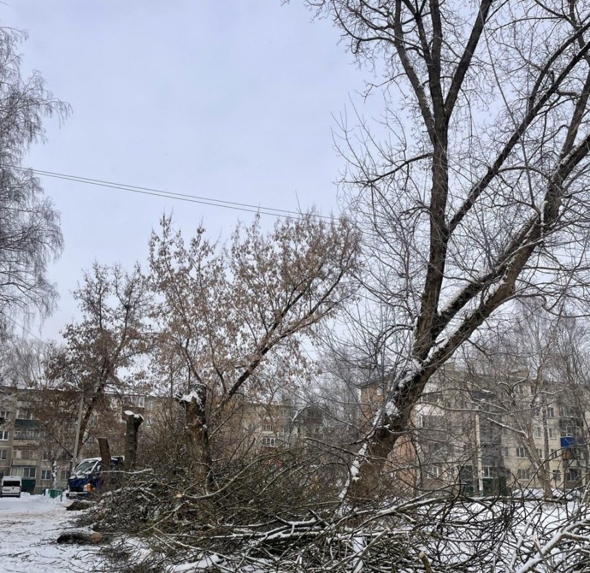 Аварийные деревья