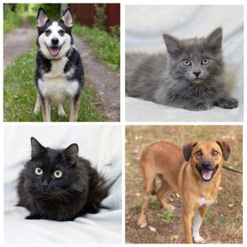 Ирма, Мальчик, Кошка, Гуффи ищут хозяина