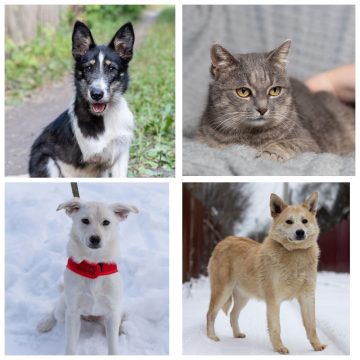 Тимка, Марта, Белоснежка, Лорик ищут дом