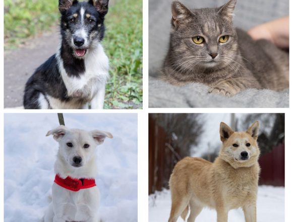 Тимка, Марта, Белоснежка, Лорик ищут дом