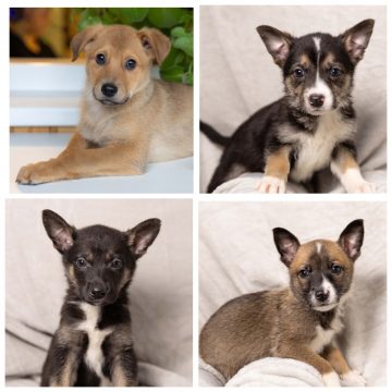 Снежок, Девочка, Мальчик, Малышка ищут дом