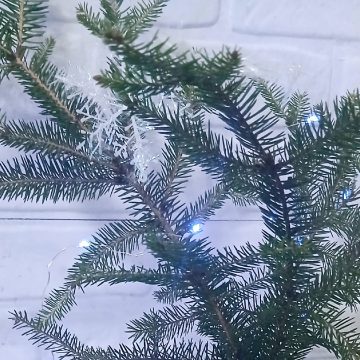 Ветка ёлки Ёлки на переработку