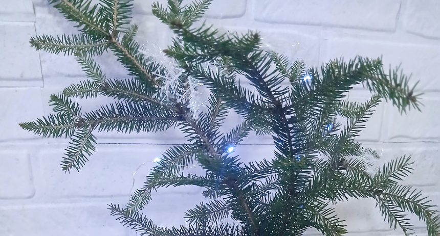 Ёлки на переработку