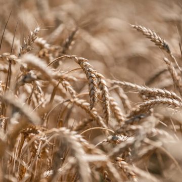 Пилотные проект