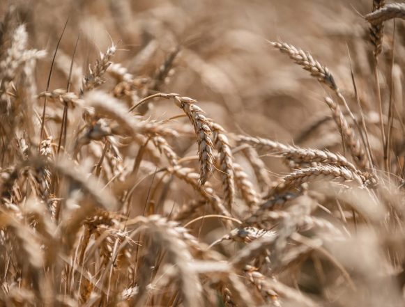 Пилотные проект