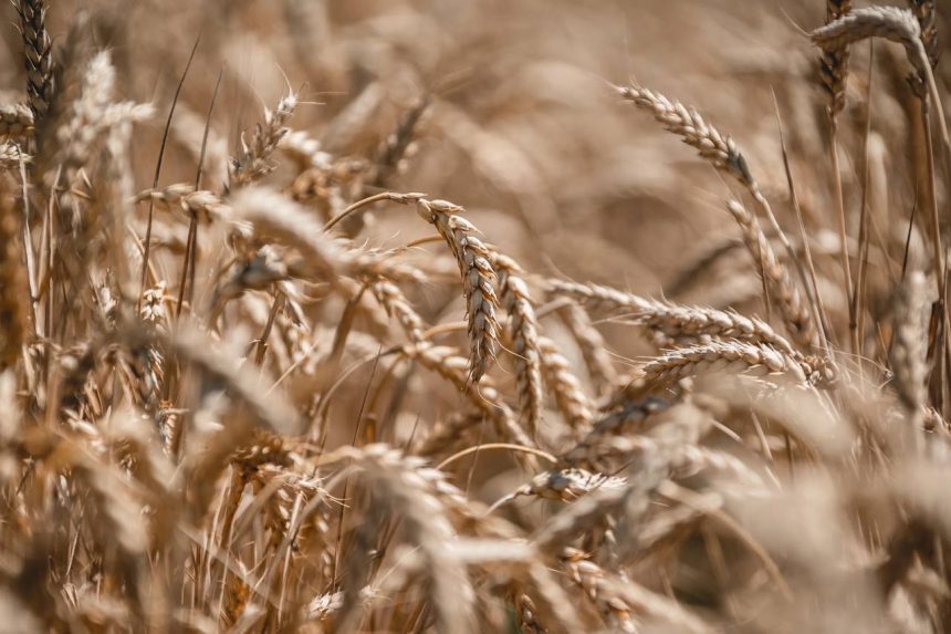 Пилотные проект