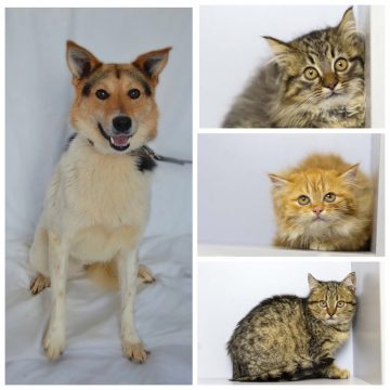 Му, Мальчик, Девочка, Малыш ищут хозяина