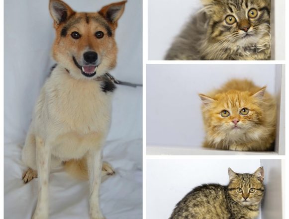 котята Му, Мальчик, Девочка, Малыш ищут хозяина