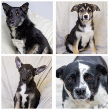 Черничка, Девочка, Мальчик, Буля ищут хозяина