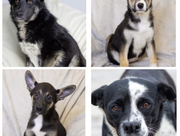 Черничка, Девочка, Мальчик, Буля ищут хозяина