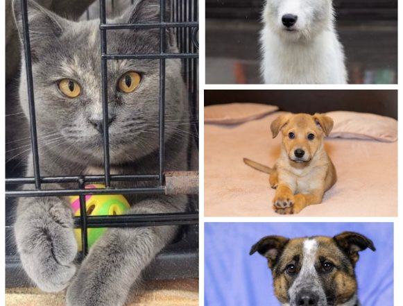 Девушка, Хась, Веста, Щенок ищут дом