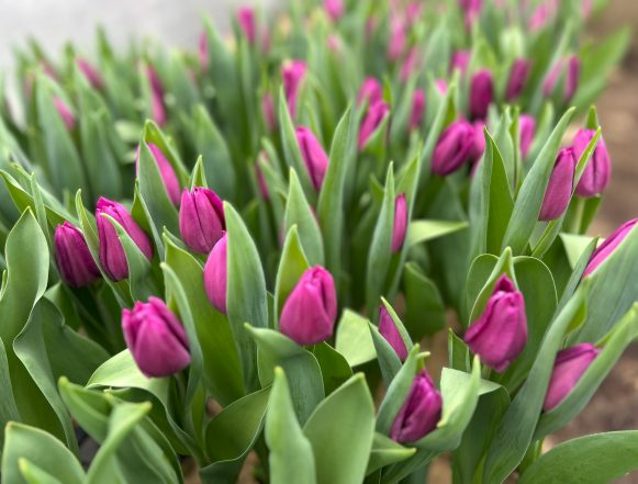 До 5 тысяч тюльпанов уже ежедневно срезают в «Зеленхозе» на букеты