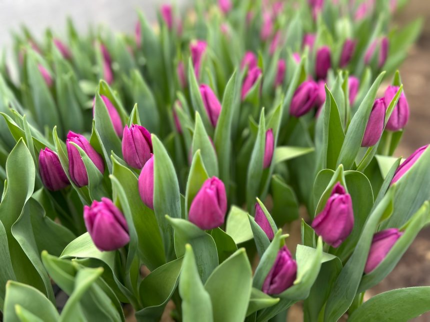 До 5 тысяч тюльпанов уже ежедневно срезают в «Зеленхозе» на букеты