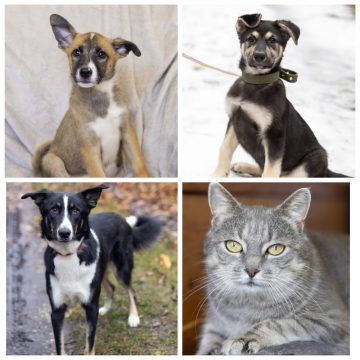 Девочка, Боба, Эльза, Марта ищут дом