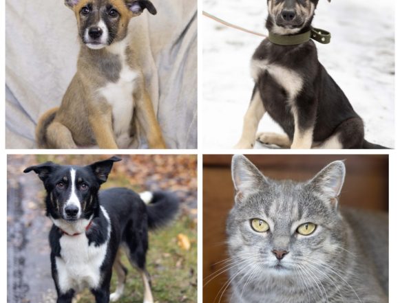 Девочка, Боба, Эльза, Марта ищут дом