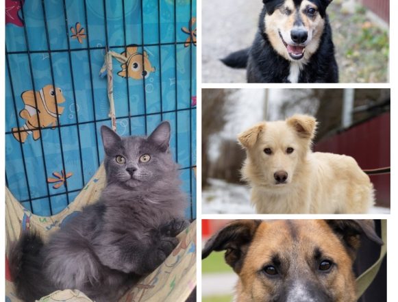 Дымок, Май, Рома, Тузик ищут хозяина