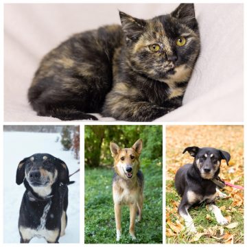 Саймон, Лунтик, Тигруля, Долька ищут дом