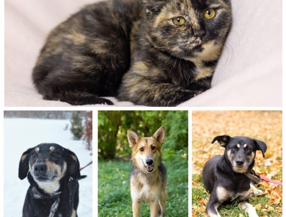 собаки кошка Саймон, Лунтик, Тигруля, Долька ищут дом