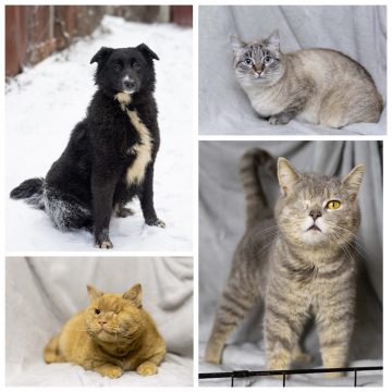 кошки собака Яся, Ману, Верочка, Сириус ищут дом