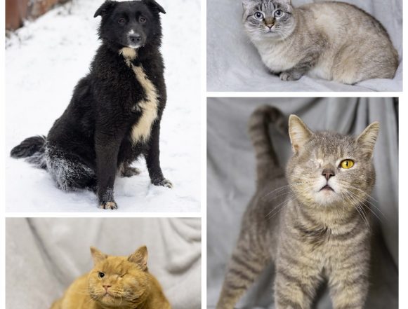 Яся, Ману, Верочка, Сириус ищут дом