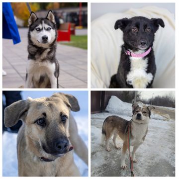 животные Хасита, Аиша, Молли, Валли ищут дом