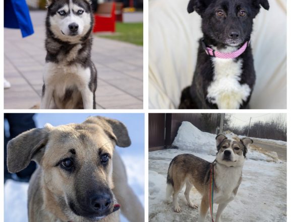 животные Хасита, Аиша, Молли, Валли ищут дом