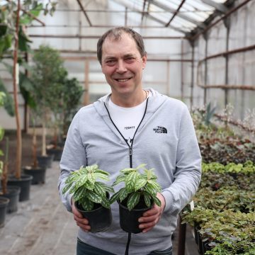 Артиллерийское дерево