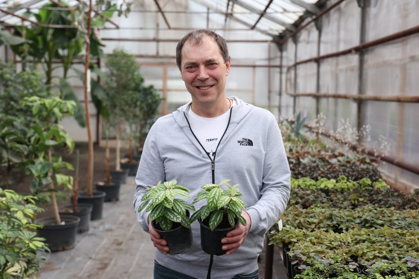 Артиллерийское дерево