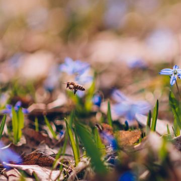 На 9 лет в тюрьму могут отправиться липчане за сбор подснежников