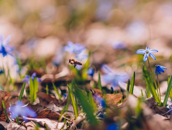подснежники сергей мамцев горизонт На 9 лет в тюрьму могут отправиться липчане за сбор подснежников